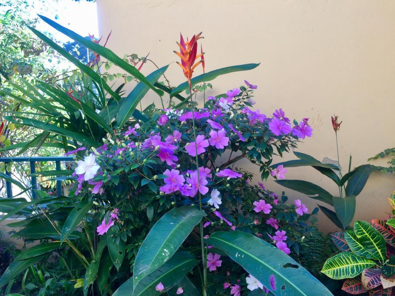 Casa Igba Bed and Breakfast Rio de Janeiro Buitenkant foto